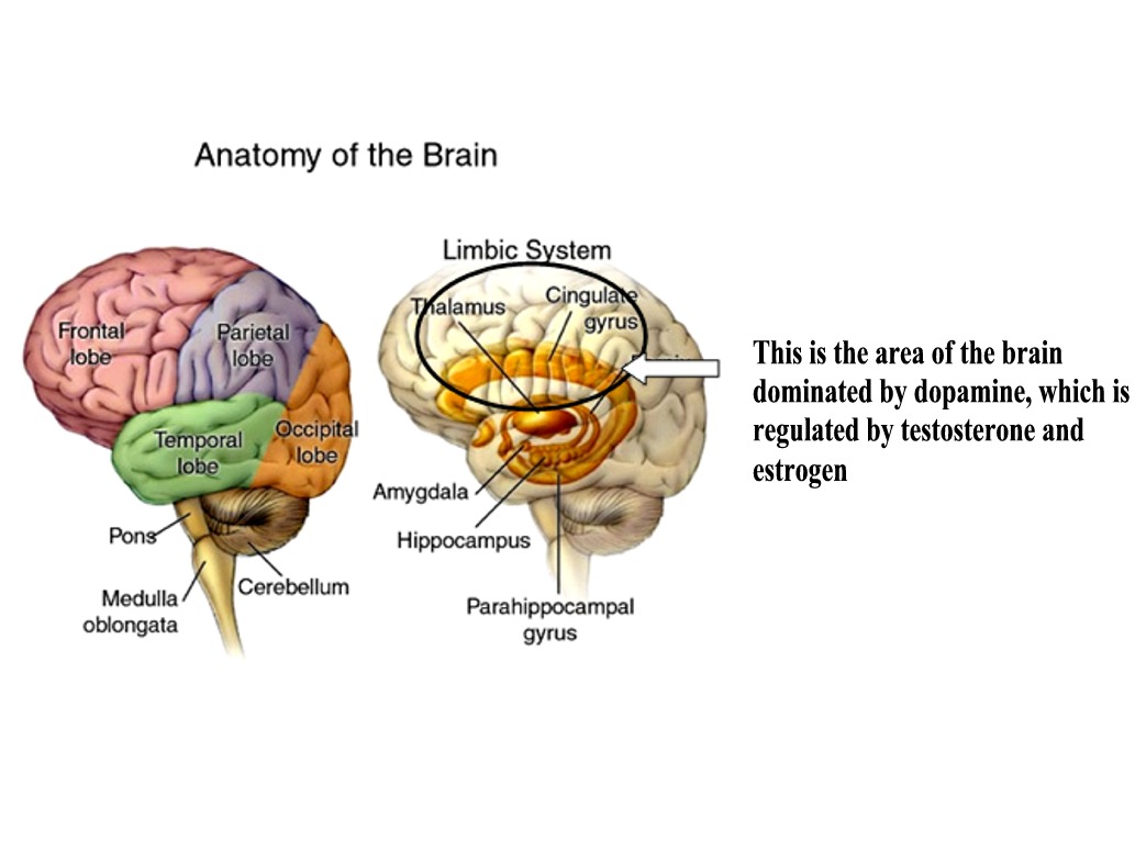 anatomy of brain